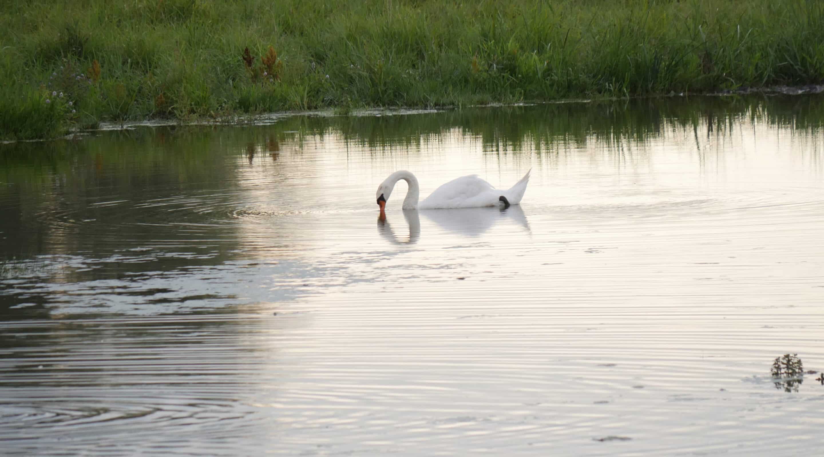 Schwan im Alperstedter Ried bei Erfurt scaled_erfurt