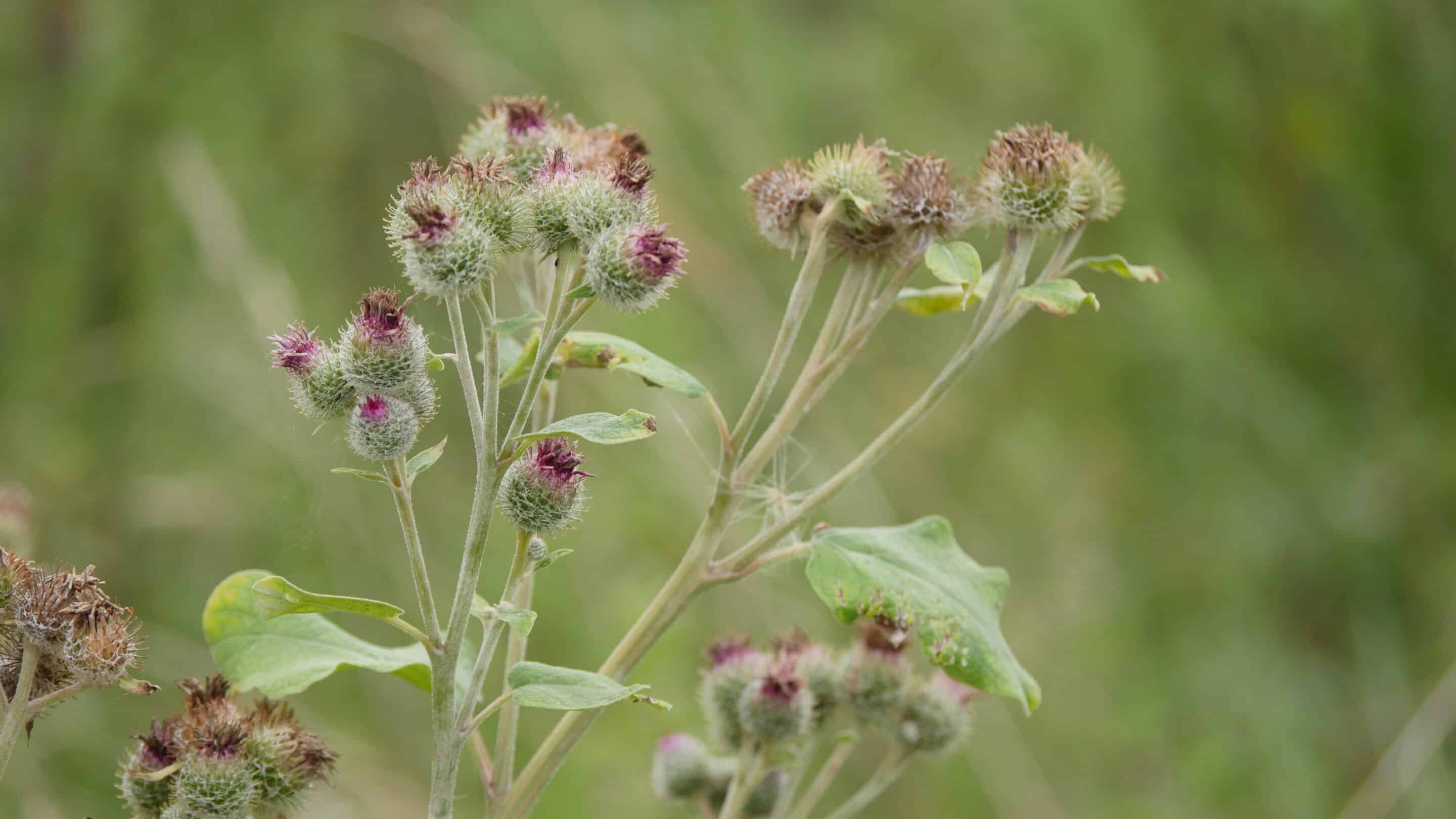 Sommerpflanzen im Alperstedter Ried bei den Wilden Weiden scaled_erfurt