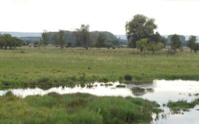 Wild pastures in the Alperstedter Ried – A summer evening