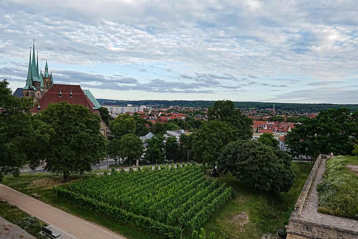 errfurt vineyard at petersberg_erfurt