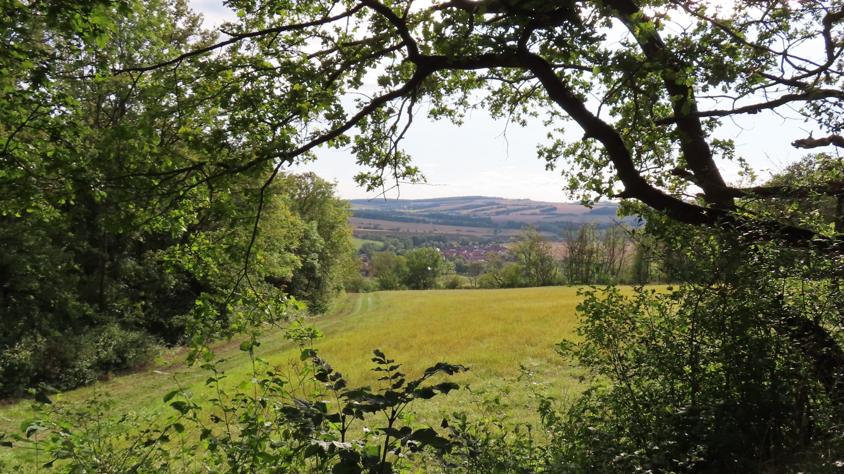 Blick auf Göttern am Döbritzer Holz bei Magdala in Thüringen an einem Sommertag.