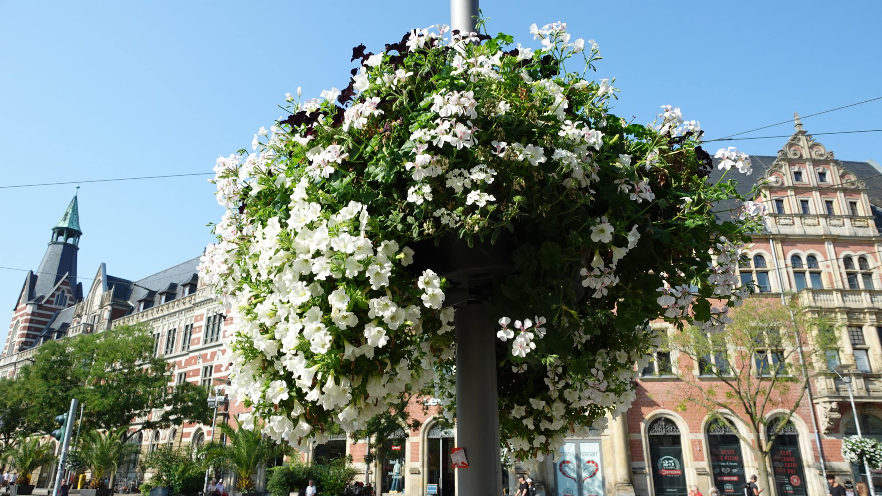 Flower decorations and palm trees characterize the picture on the Anger in Erfurt in summer.