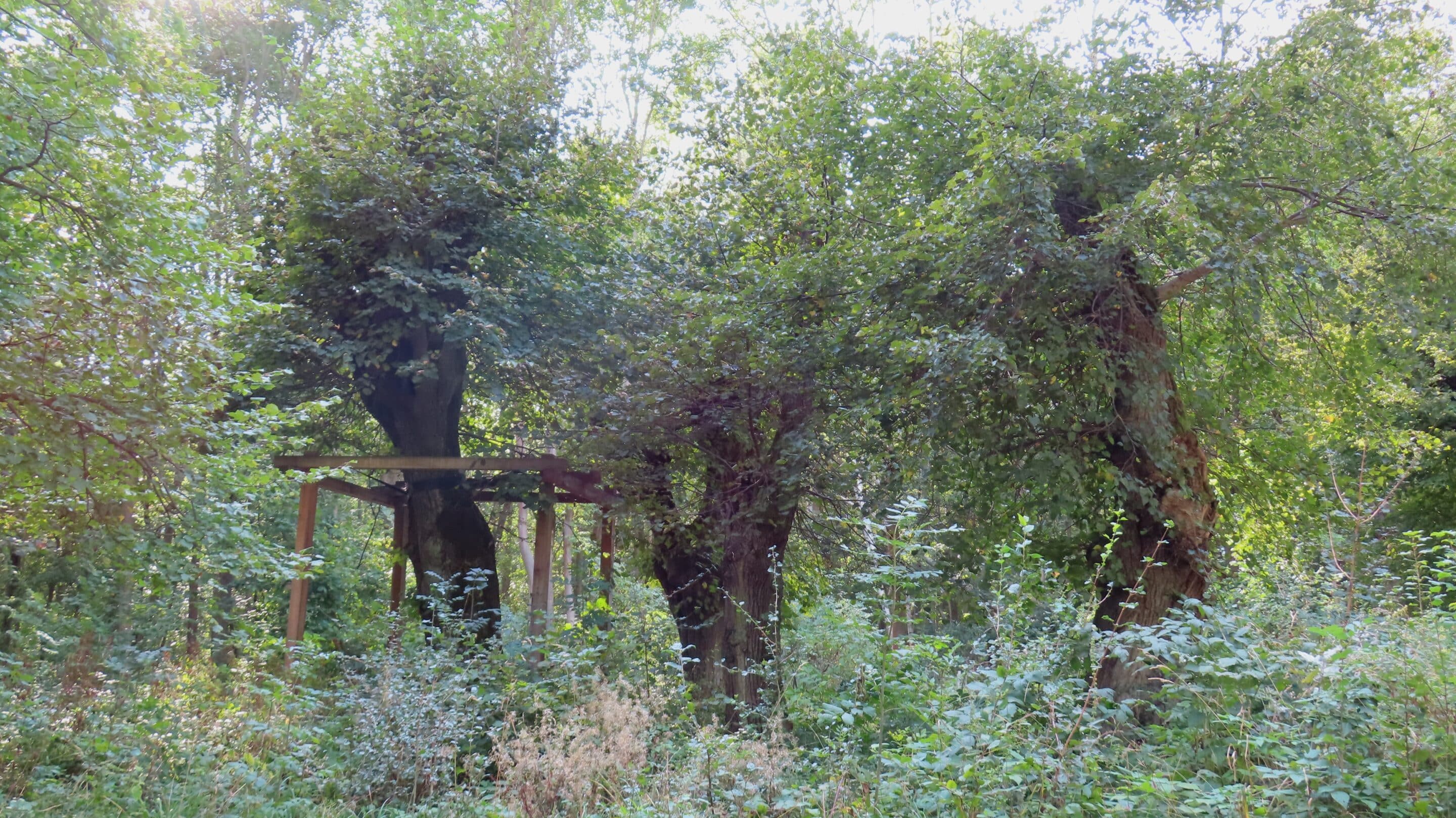 Die Uhrdaer Linden im Döbritscher Wald bei Döbritsch in Thüringen.