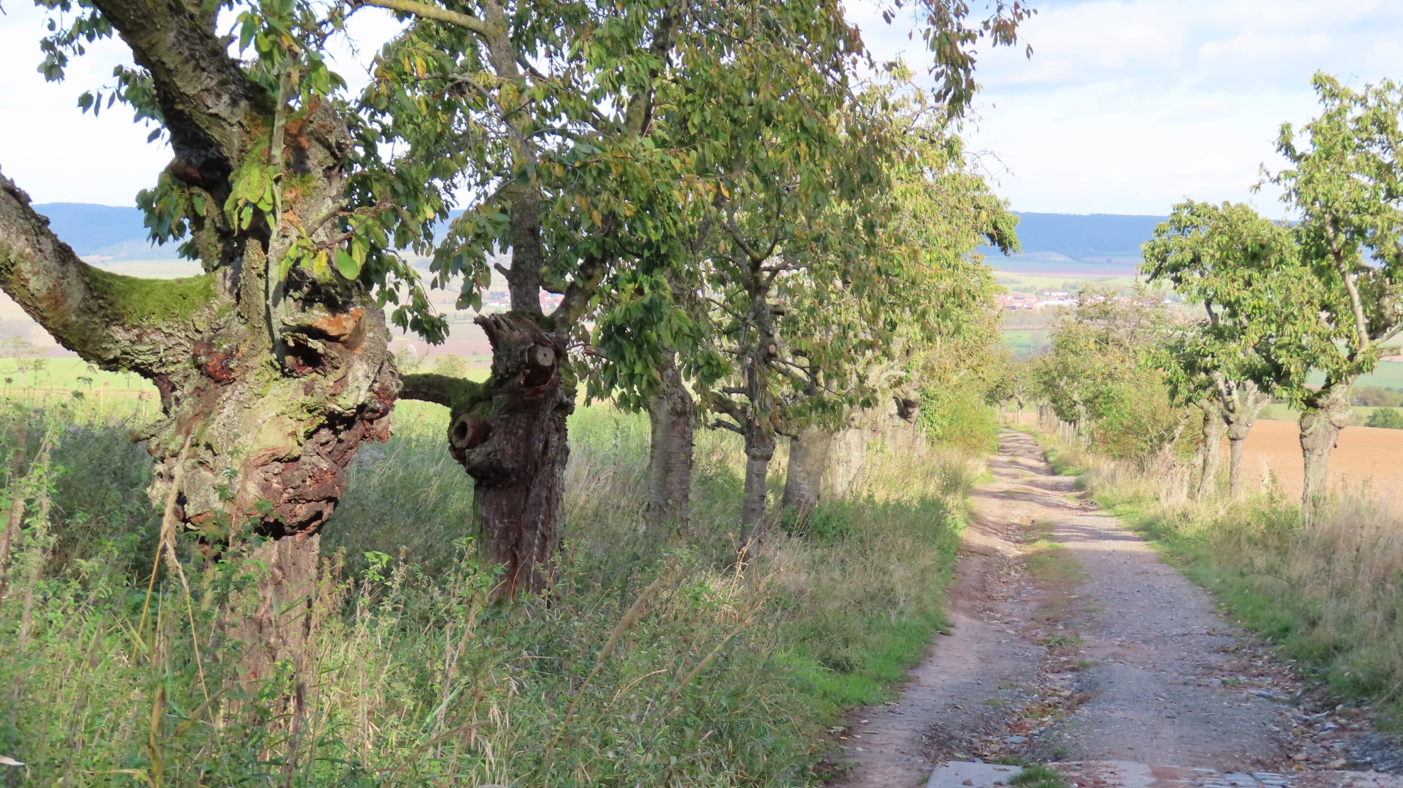 Eine Allee mit alten Obstbäumen führt von der Hohen Schrecke nach Donndorf, einem Ortsteil der Gemeinde Roßleben Wiehe.