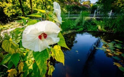 ega: Sonntagsführung Karl-Foerster-Garten