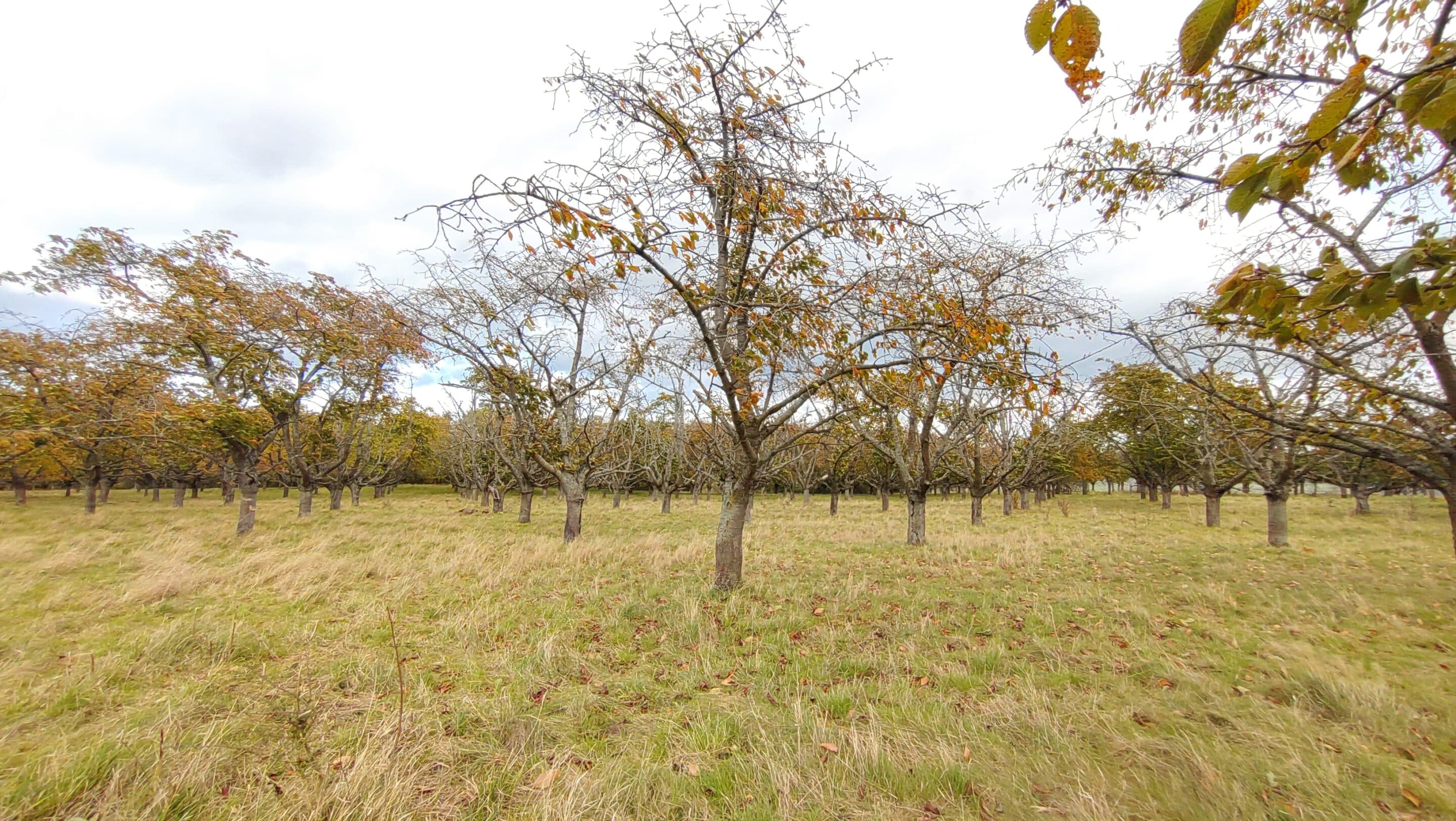 Eine der zahhlreichen Obstplantagen an der Nordseite der Hohen Schrecke beim Kloster Donndorf in Nordthüringen.