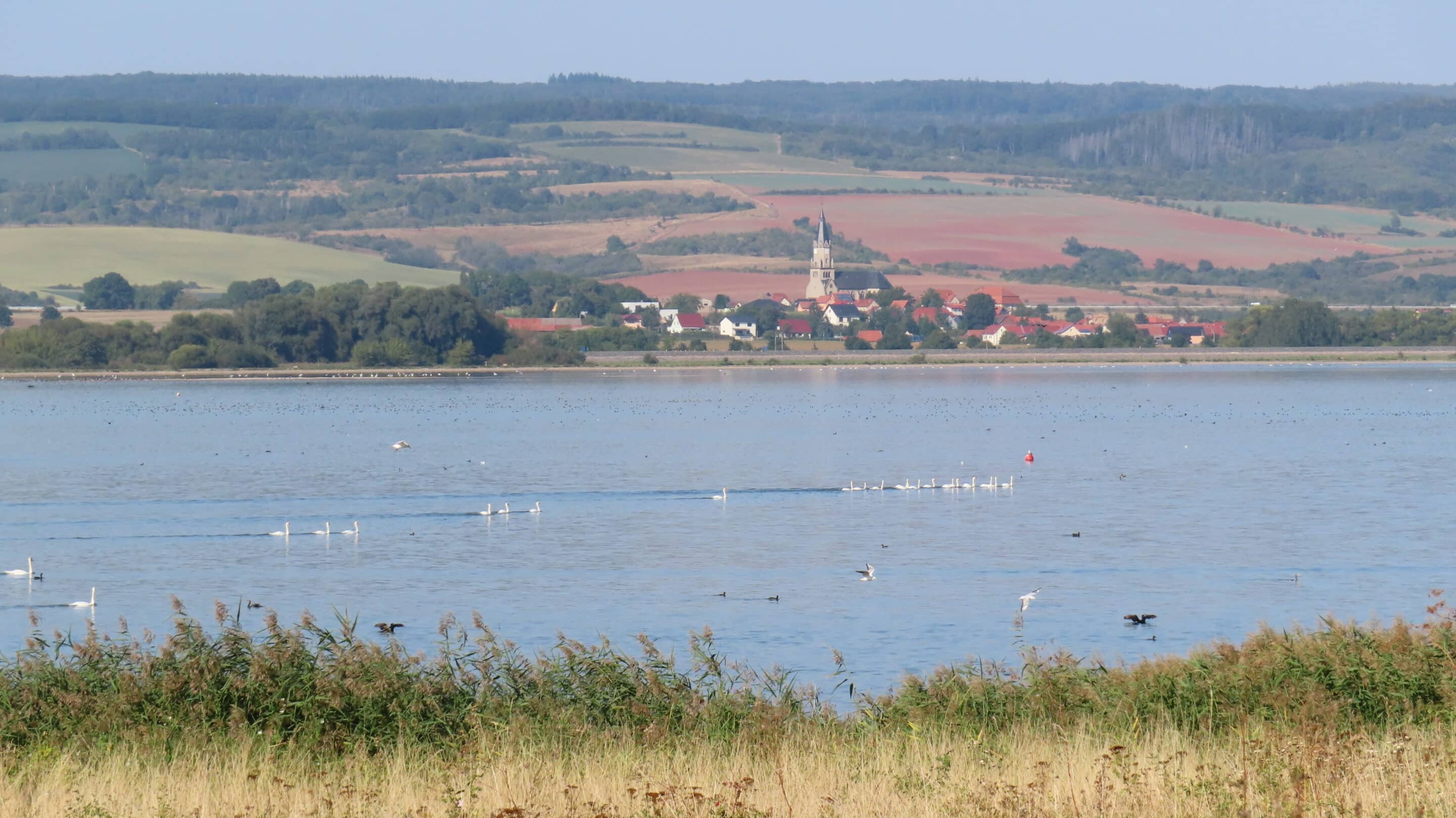 Der volle Stausee Kelbra im Sommer mit dem Ort Berga in der Goldenen Aue im Hintergrund.