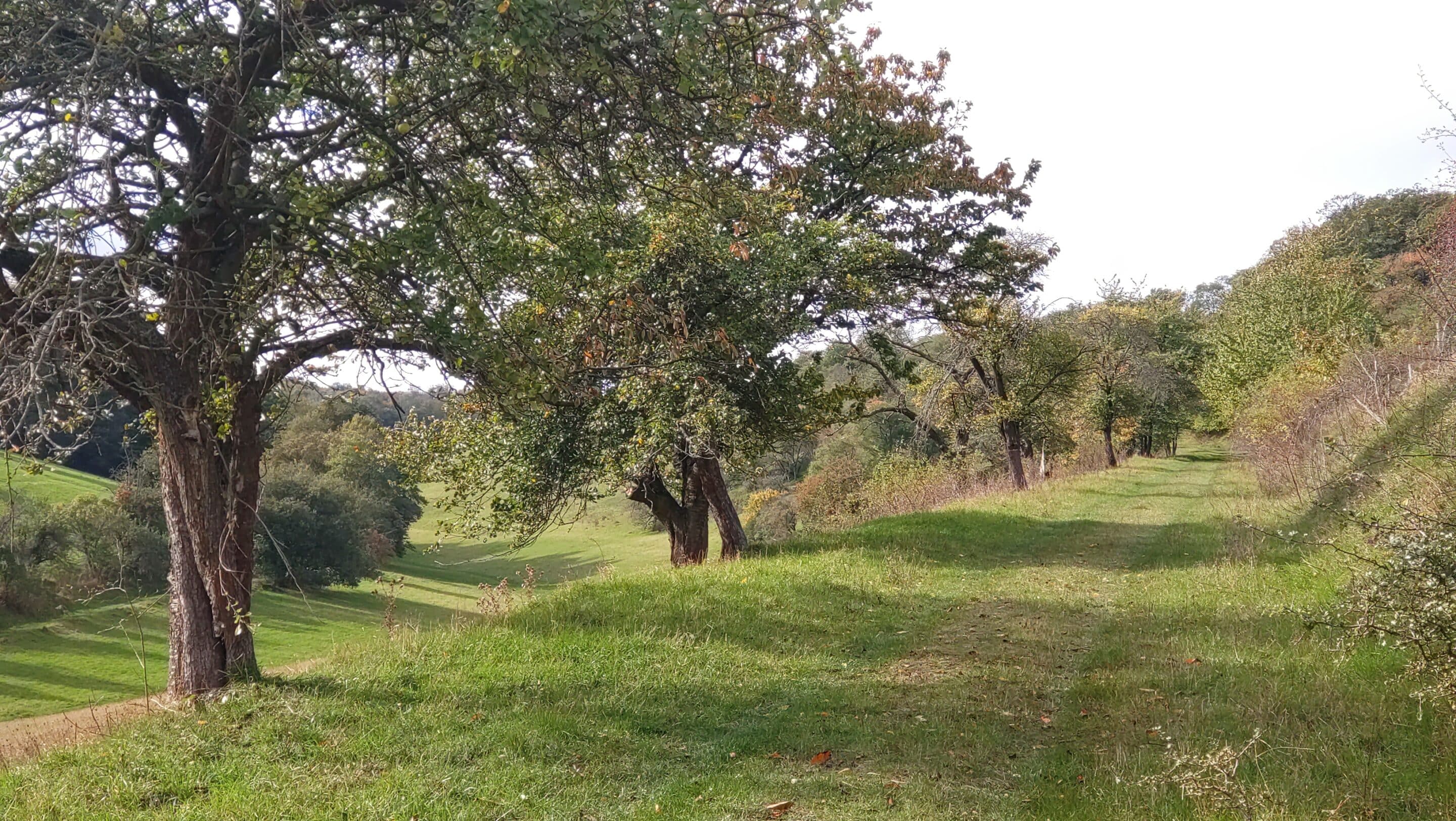 Ein malerischer Weg führt von Kleinroda zum Wald der Hohen Schrecke einem Höhenzug in Thüringen.