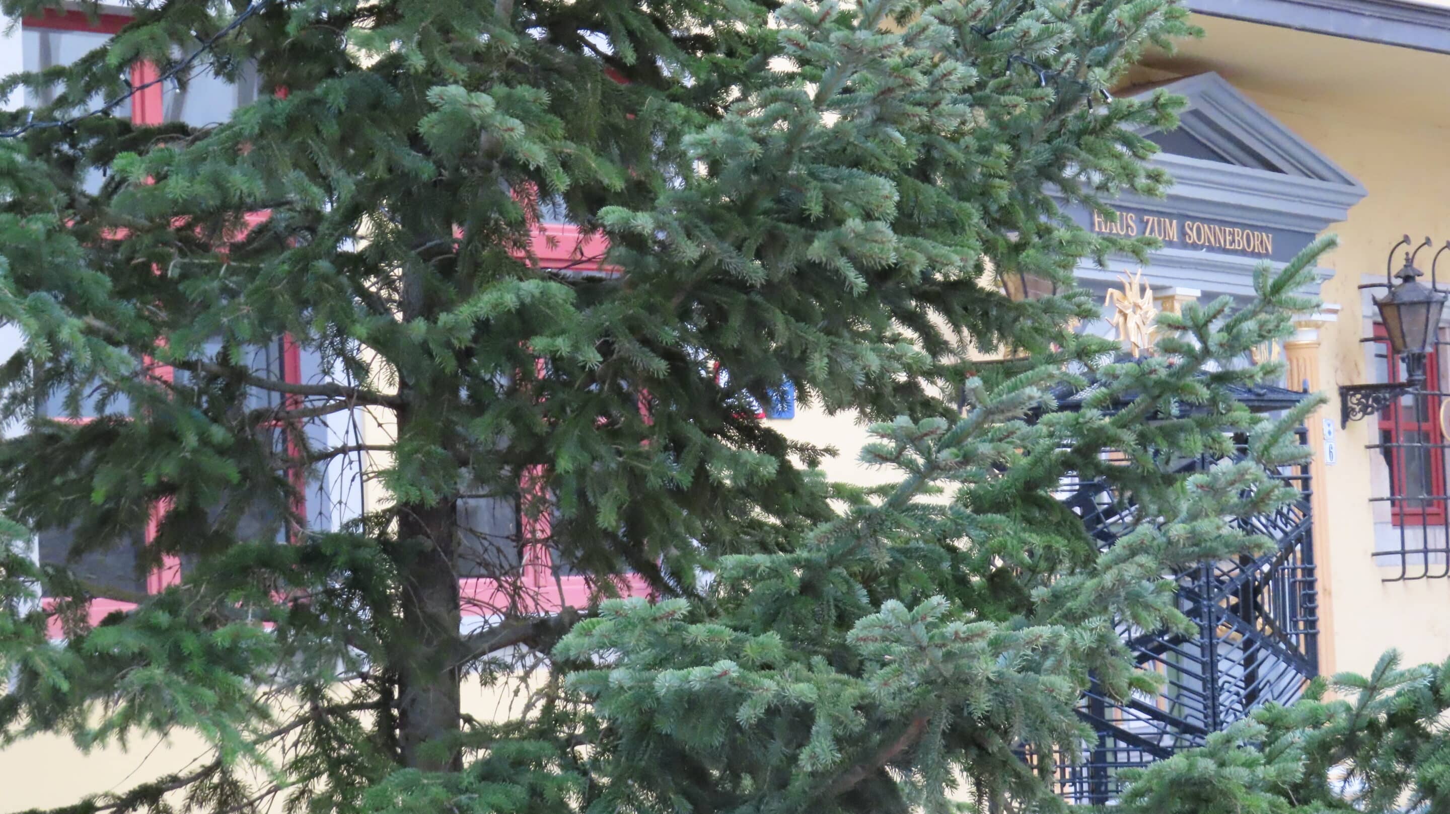 Standesamt Haus zum Sonneborn Altstadt Erfurt mit Weihnachtsbaum in der Großen Arche.