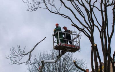 Baumpflegearbeiten und -fällungen in der Altstadt