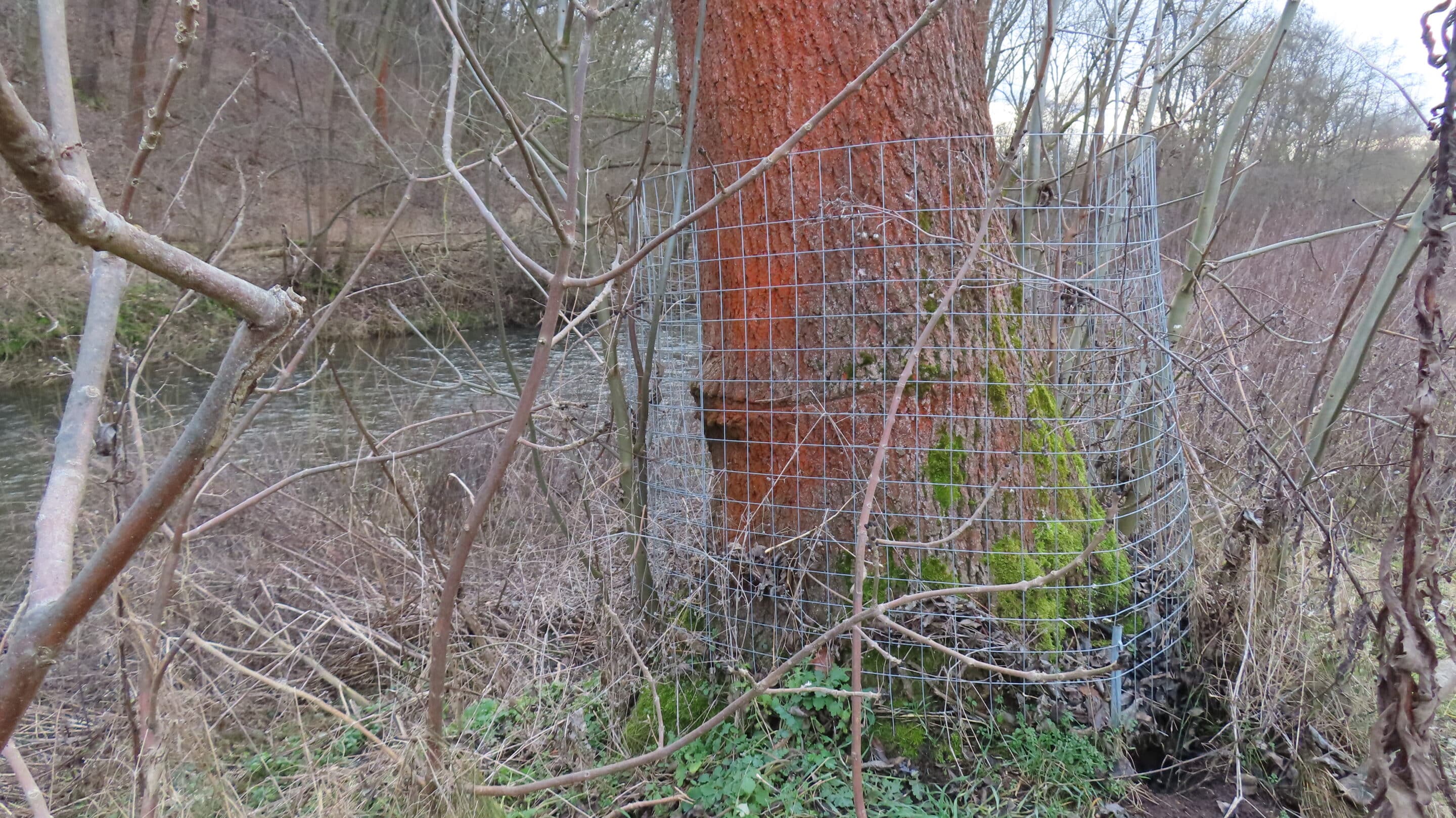 Vor Biber geschuetzter Baum am Bachstelzenweg Erfurt Sued scaled_erfurt