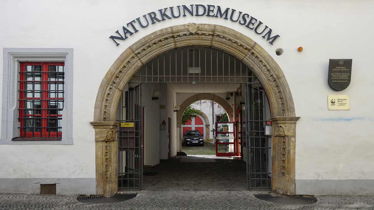 Das Naturkundemuseum befindet sich mitten in der Altstadt in einem Gebäude aus dem Jahre 1527. Dort war früher ein Waidhändler ansässig.