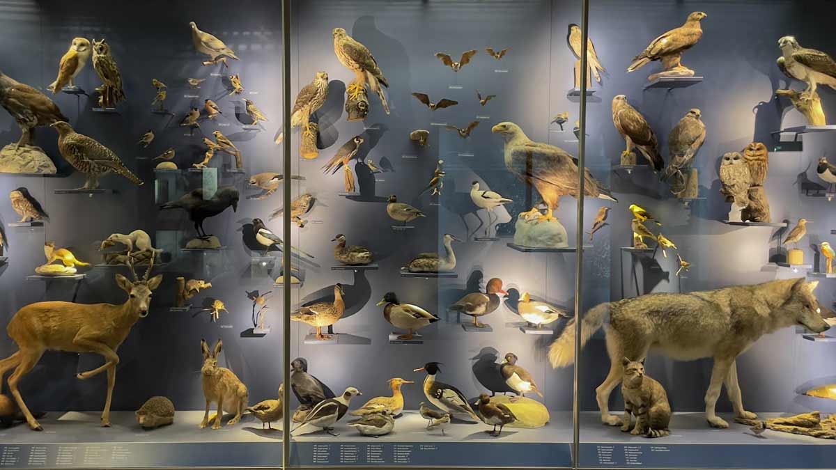 tierwelt thueringens naturkundemuseum erfurt_erfurt