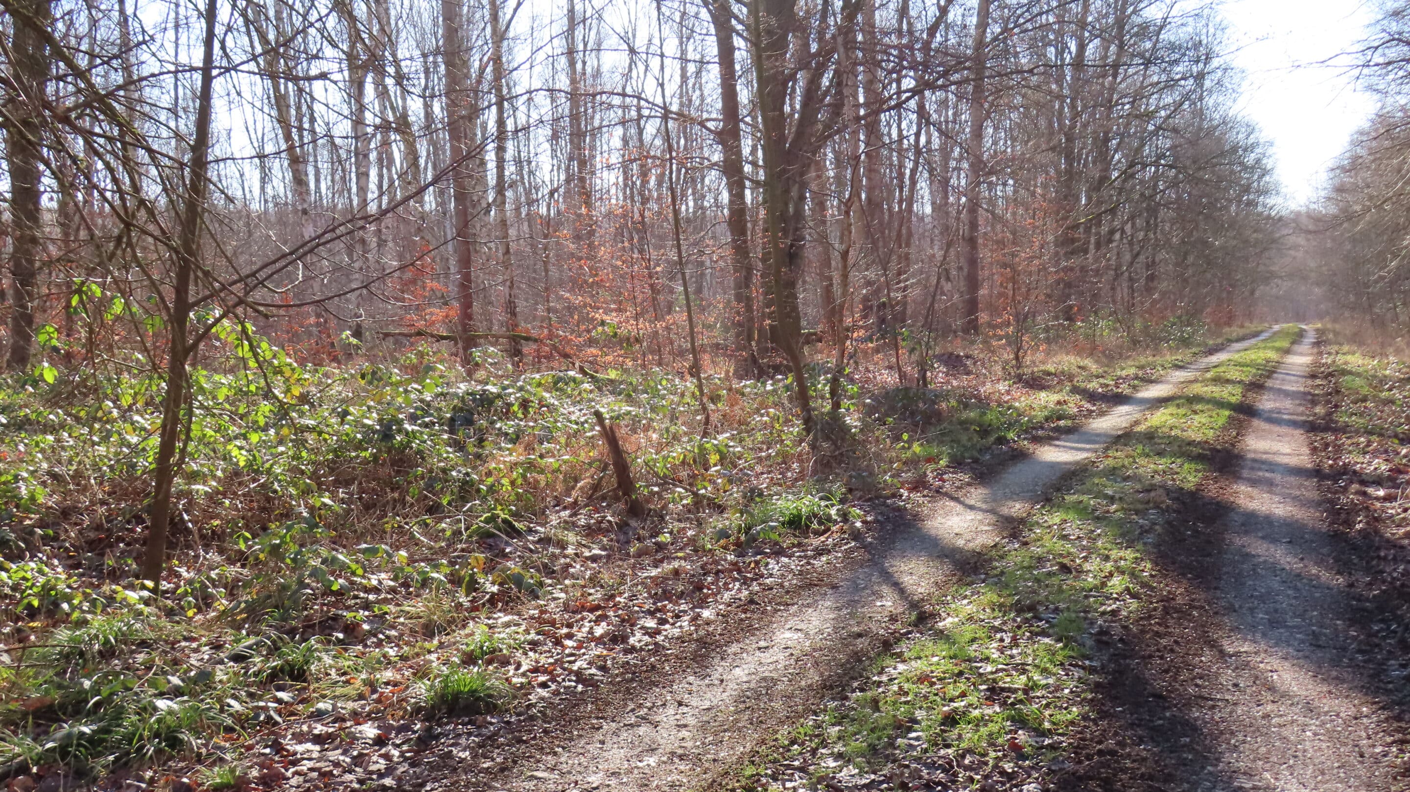 Ein Waldweg in der Nähe von Wiehe auf der Hohen Schrecke einem Höhenzug im Norden des Bundeslandes Thüringen.