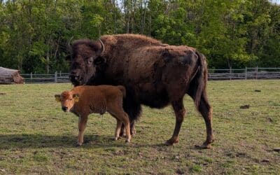 Jungtierglück im Zoopark Erfurt