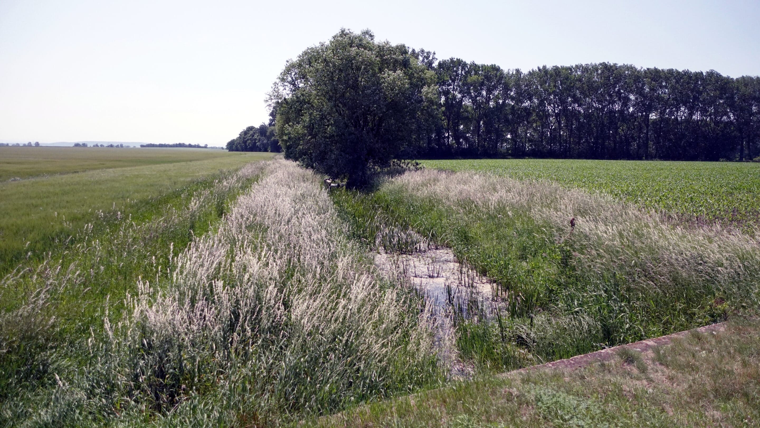 Mollbach zwischen Zimmernsupra und Ermstedt Der Mollbach als Stadtgrenze von Erfurt zwischen Zimmernsupra und Ermstedt.