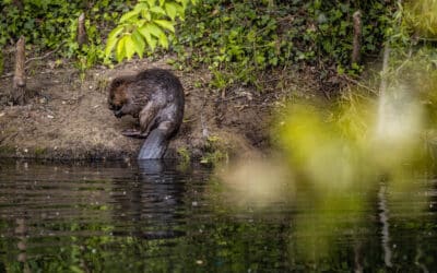 Einladung zum Biberspaziergang in der Geraaue