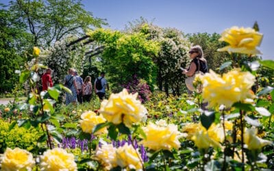 Rosenvielfalt und Rosengartenfest im egapark