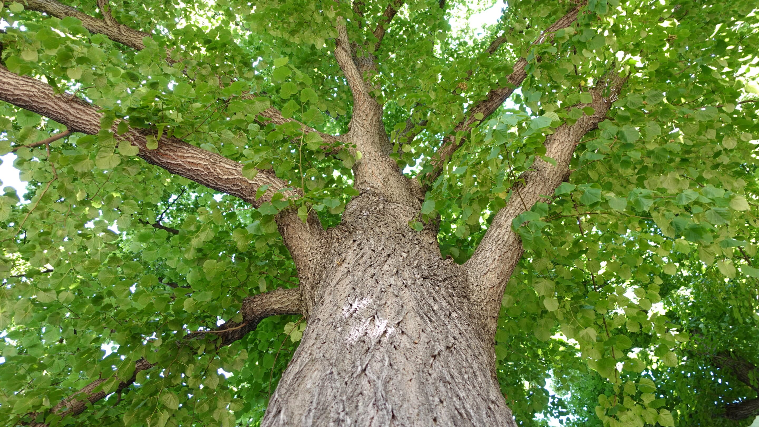 Ein Baum am Benary Platz in der Brühlervorstadt Erfurt der Landeshauptstadt von Thüringnen