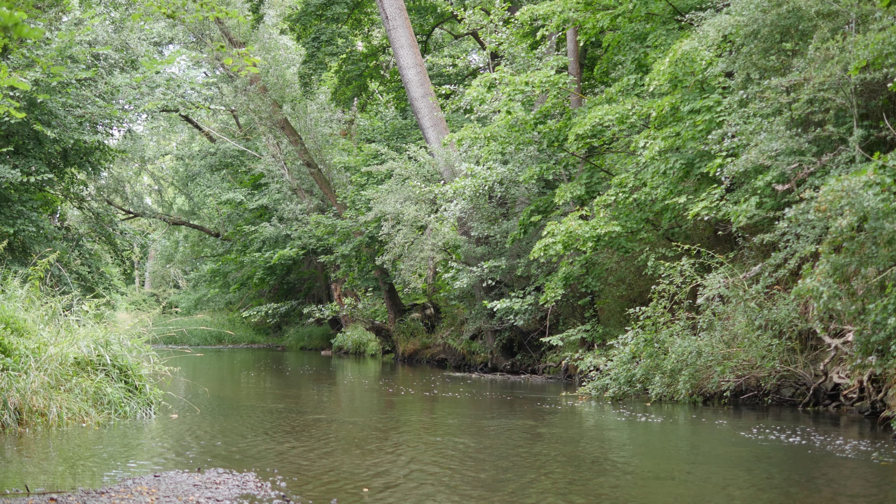Die Gera in Erfurt bei dem Ortsteil Molsdorf.