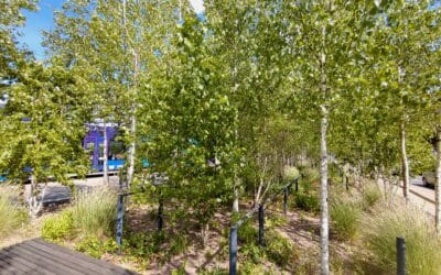 Baumpflegemaßnahme stärkt Birkenhain am Gothaer Platz