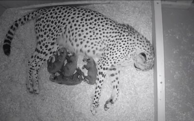 Geparden-Nachwuchs im Zoopark Erfurt