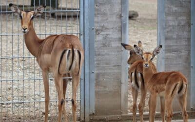 Nachwuchs im Zoo