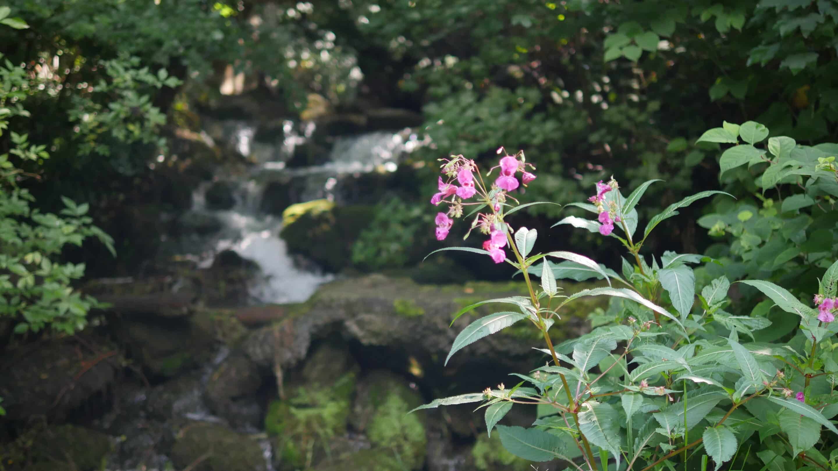 Blumen wachsen an einem Bach der in den Flutgraben der Landeshauptstadt Erfurt einmündet.