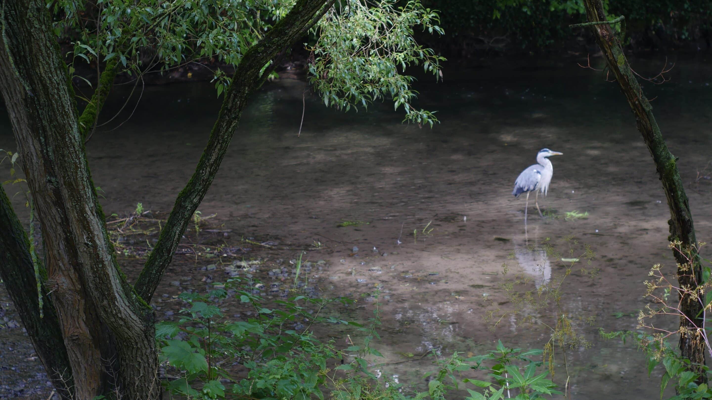 Ein Fischreiher in der Brühlervorstadt im Flutgraben der Landeshauptstadt von Thüringen Erfurt.