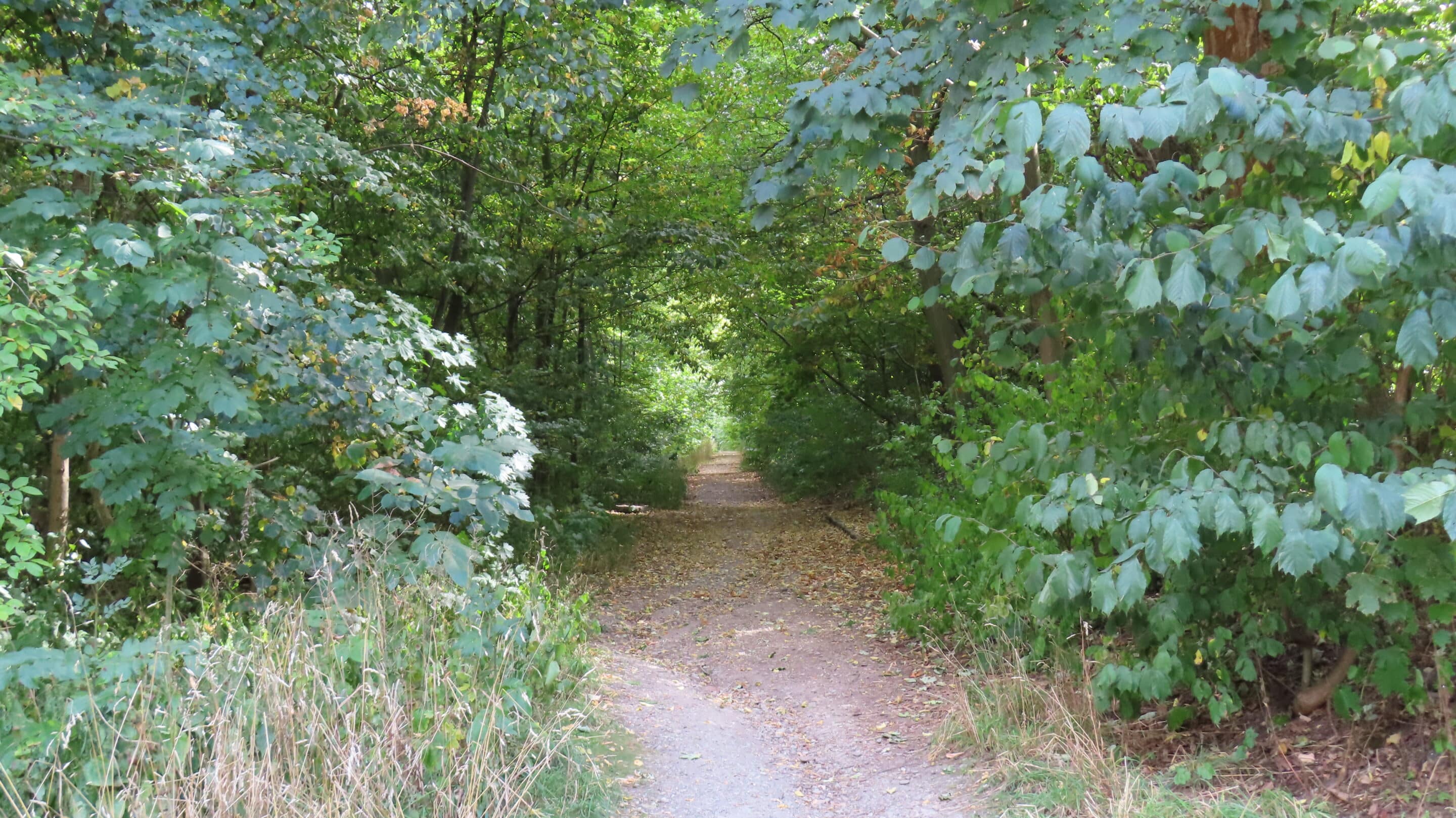 Wanderweg im Stadtwald Steiger Erfurt Ein Wanderweg im Stadtwald Steiger in Erfurt der Landeshauptstadt von Thüringen.