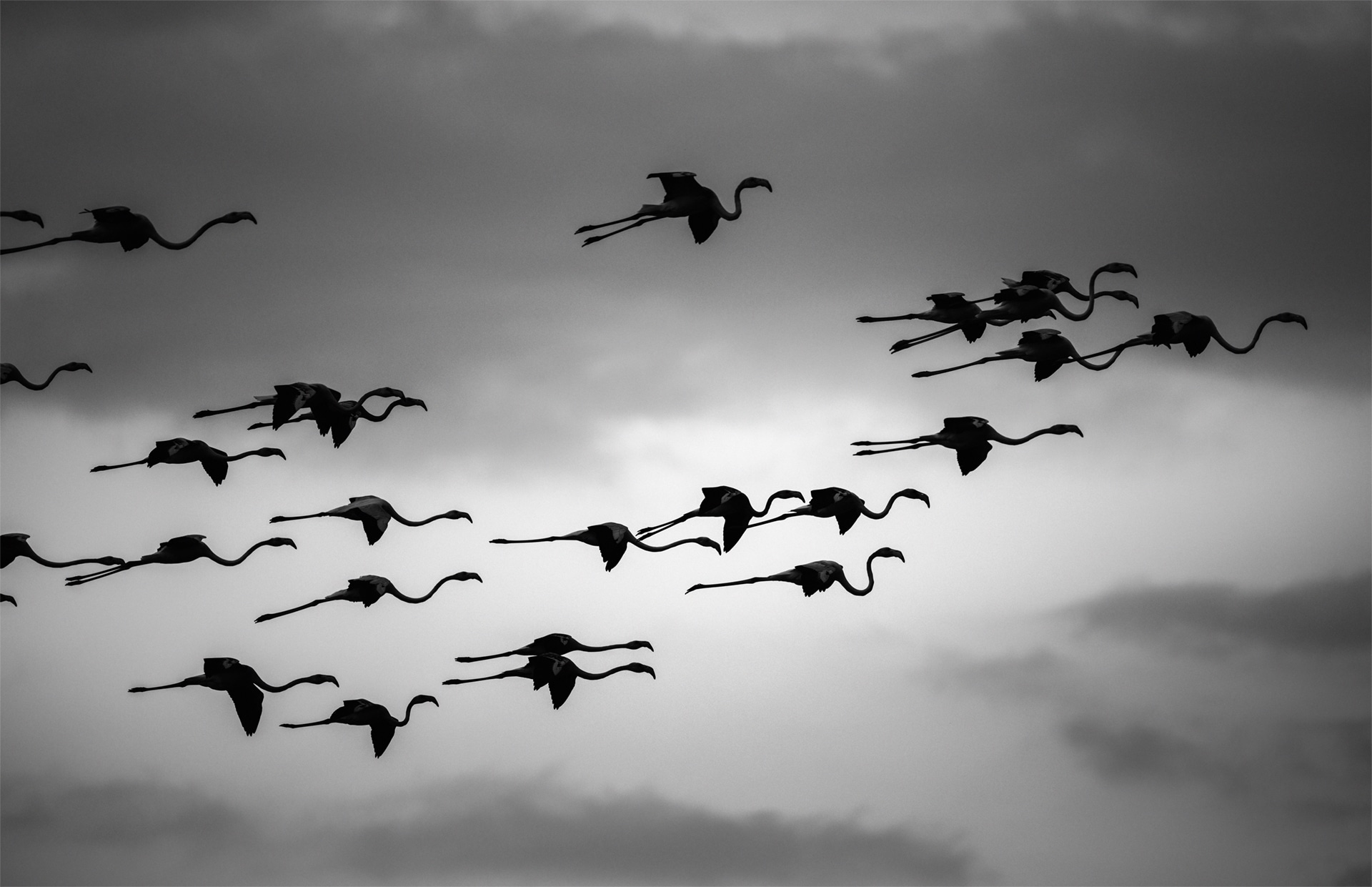Flamingos von Roy Müller Flamingos fotografiert von Roy Müller einem Fotokünstler aus Erfurt mit Wurzeln in der Schweiz.