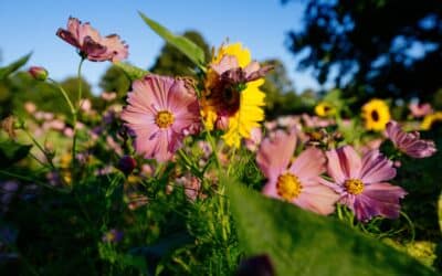 Mondausflug, Gartenerlebnisse und Herbstschönheiten