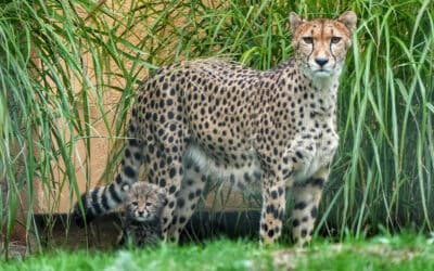 Neue Namen im Thüringer Zoopark Erfurt