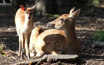 Herbstzeit im Zoopark
