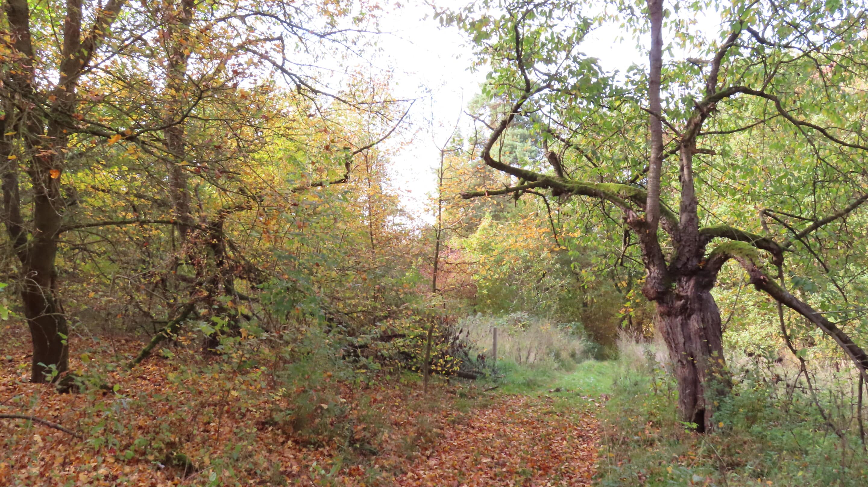 Alte Kirschbäume im Wald vor dem Schwanenfeld bei der Hermann Günterodt Siedlung Alte Kirschbäume im Wald deuten auf ehemalige Plantagen hin, die es vor dem Schwanenfeld an der Hermann Günterodt Siedlung bei Sachsenburg gab.