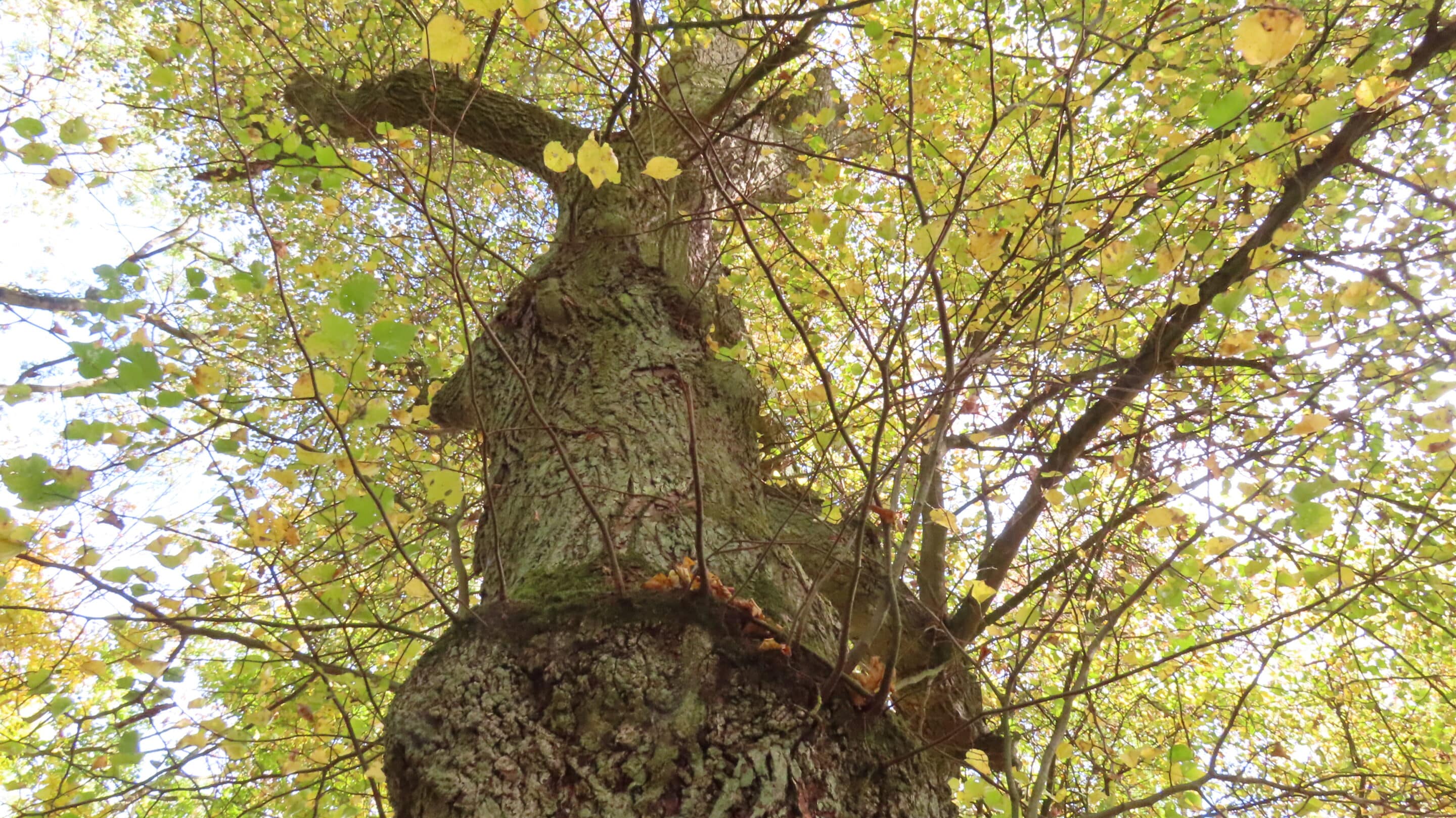 Linde am Rastplatz Neun Linden bei Heldrungen auf der Schmücke Eine der Linden am Rastplatz Neun Linden bei Heldrungen auf der Schmücke.