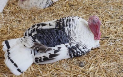 Vorsorgemaßnahmen wegen Vogelgrippe