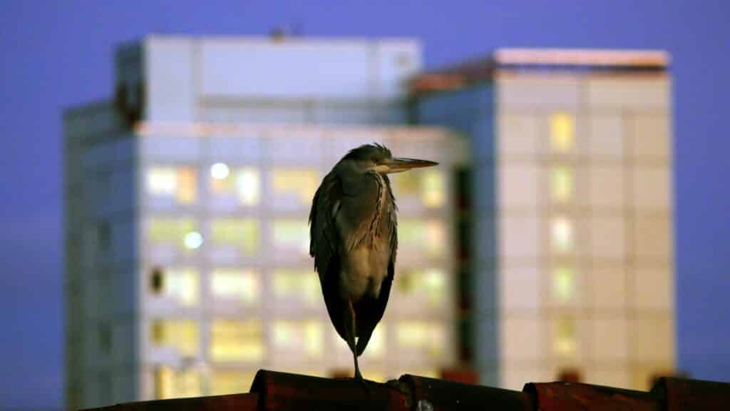 Fischreiher vor Punkthochhaus in der Eislebener Strasse ERfurt_erfurt