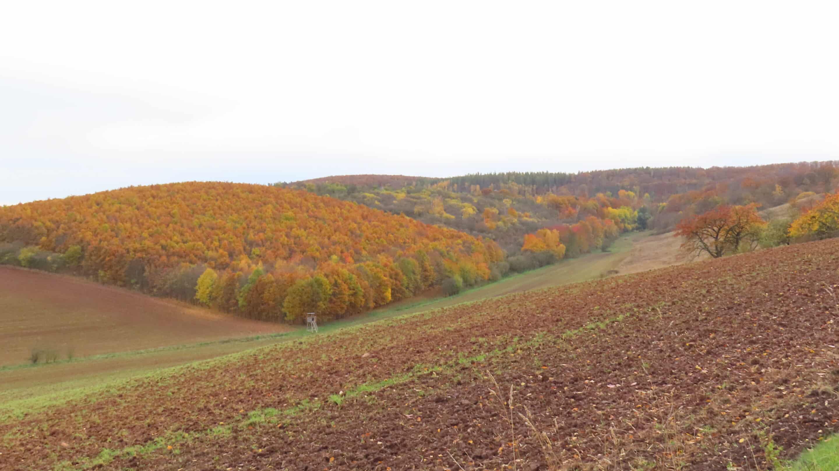 Ein Tal der Windleite zwischen Auleben und Sondershausen im Bundesland Thüringen.