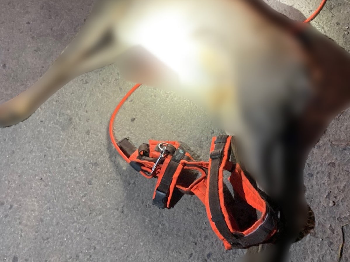 ZeugenaufrufJagdwilderei web_erfurt