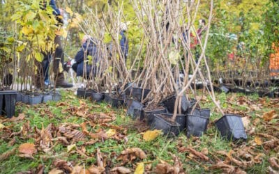 Miniwald für Stotternheim entsteht