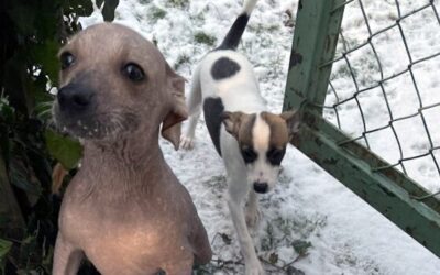 Weihnachten im Erfurter Tierheim