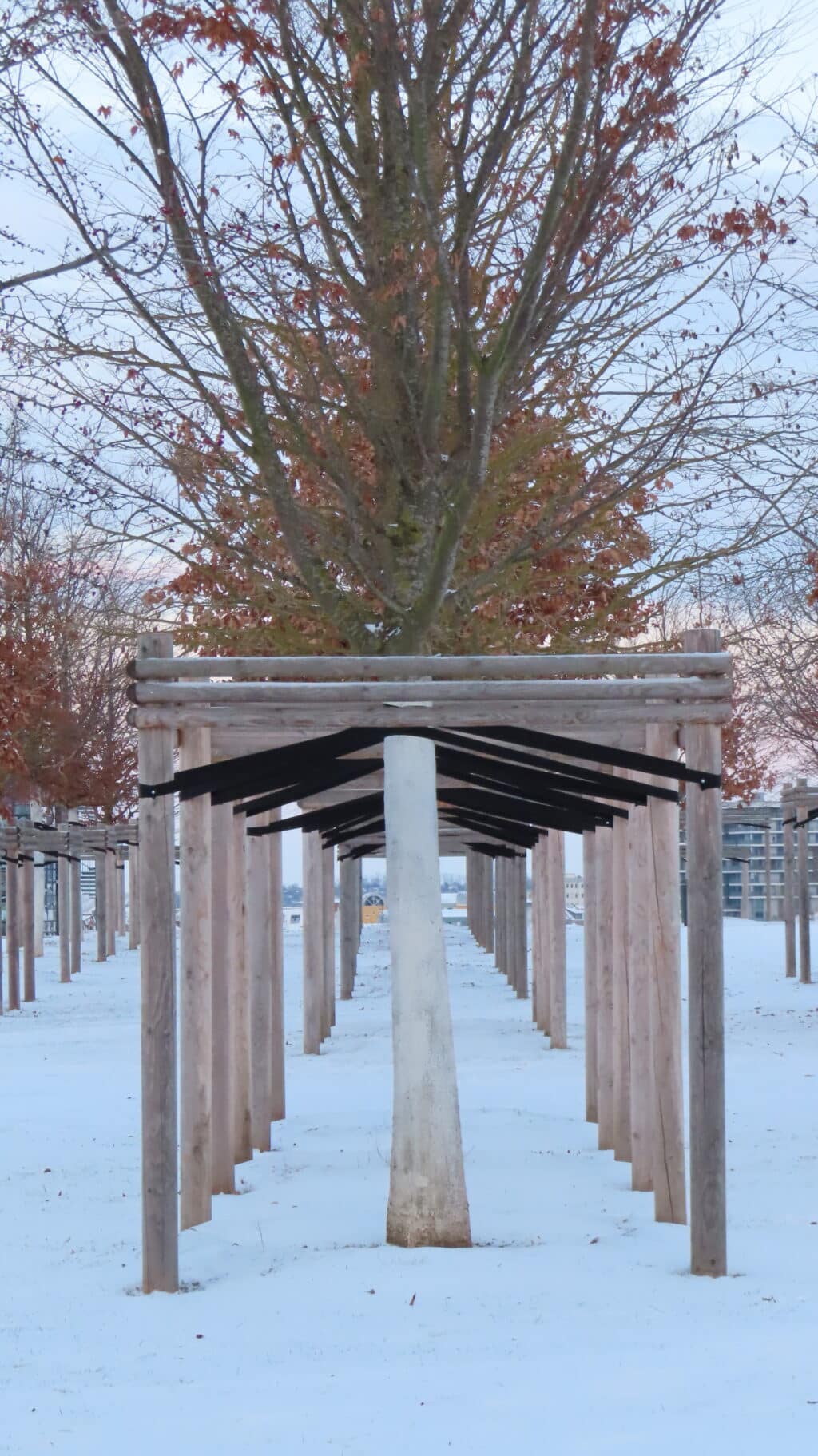 Baumpflanzungen noerdlicher Petersberg Erfurt_erfurt