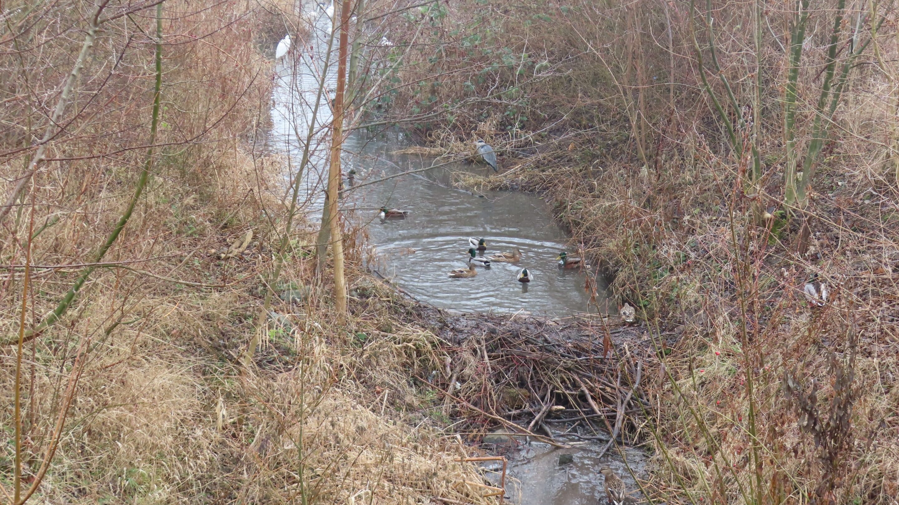 Ein Biberdamm am Auenteich in der Landeshauptstadt von Thüringen Erfurt