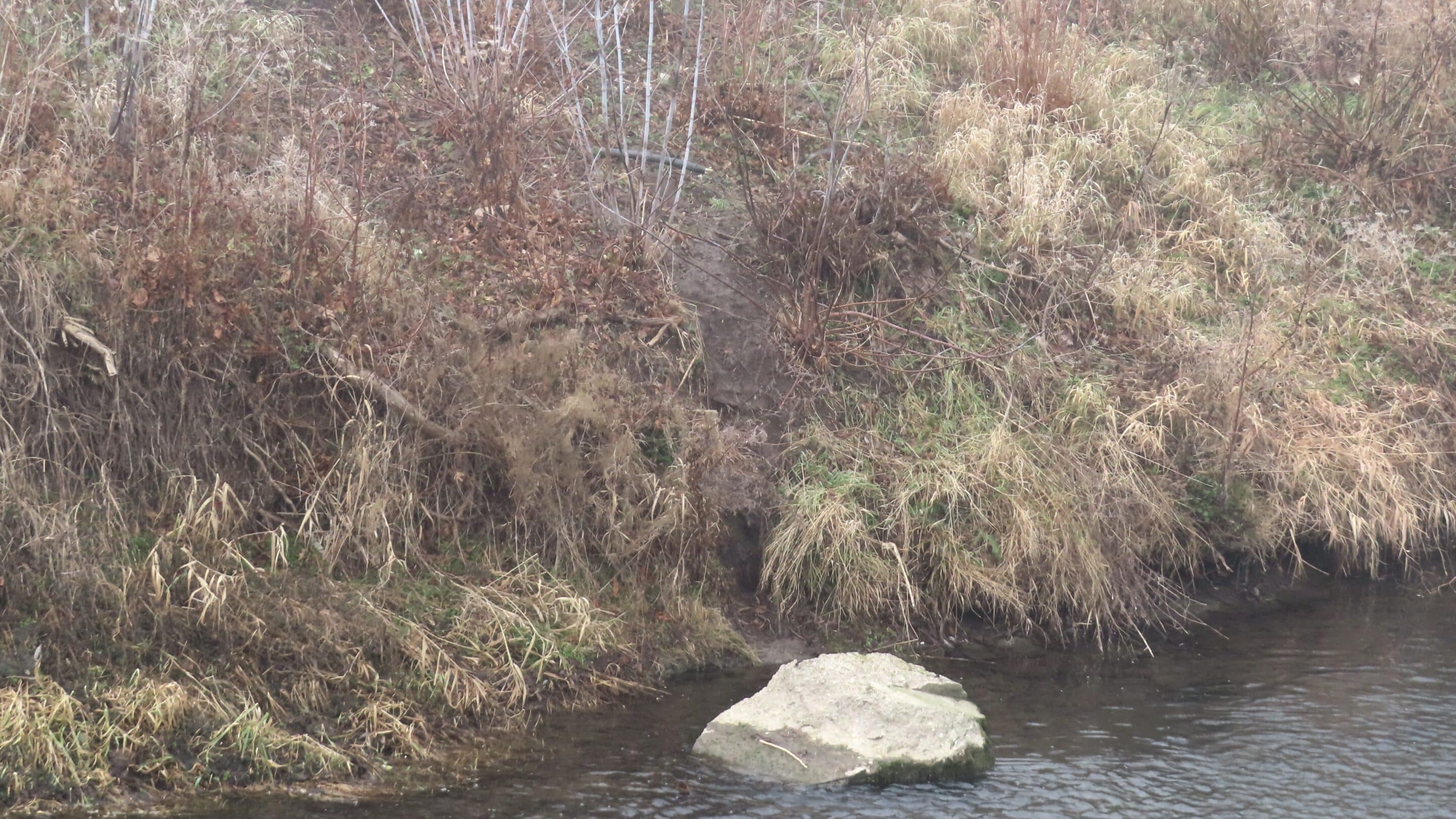 Biberpfad in der Nördlichen Geraaue von Erfurt in der Warschauer Straße.