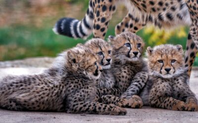 Thüringer Zoopark Erfurt