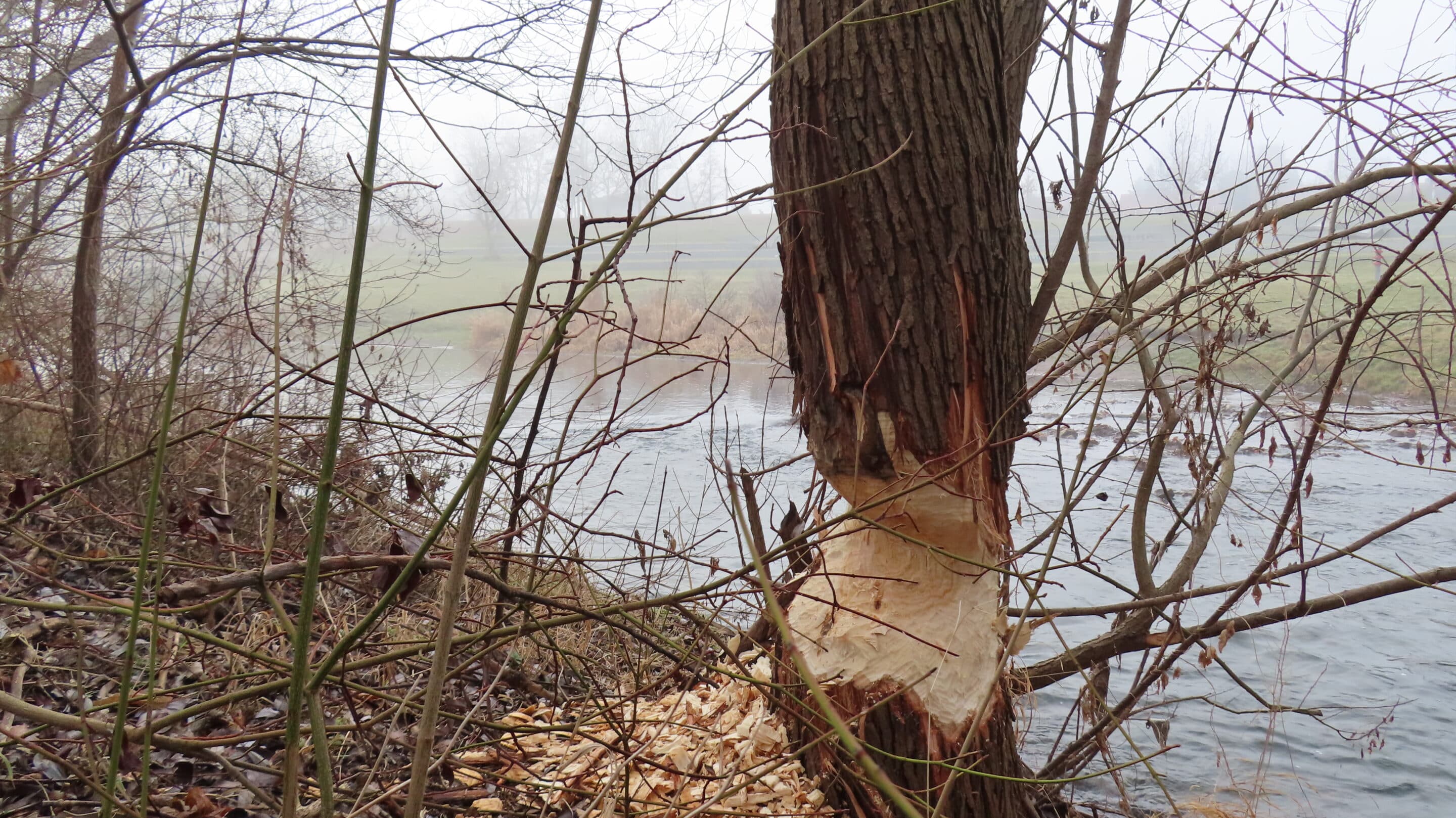 Biberspuren an der Gera in Erfurt am Klärchen im Norden der Landeshauptstadt von Thüringen.