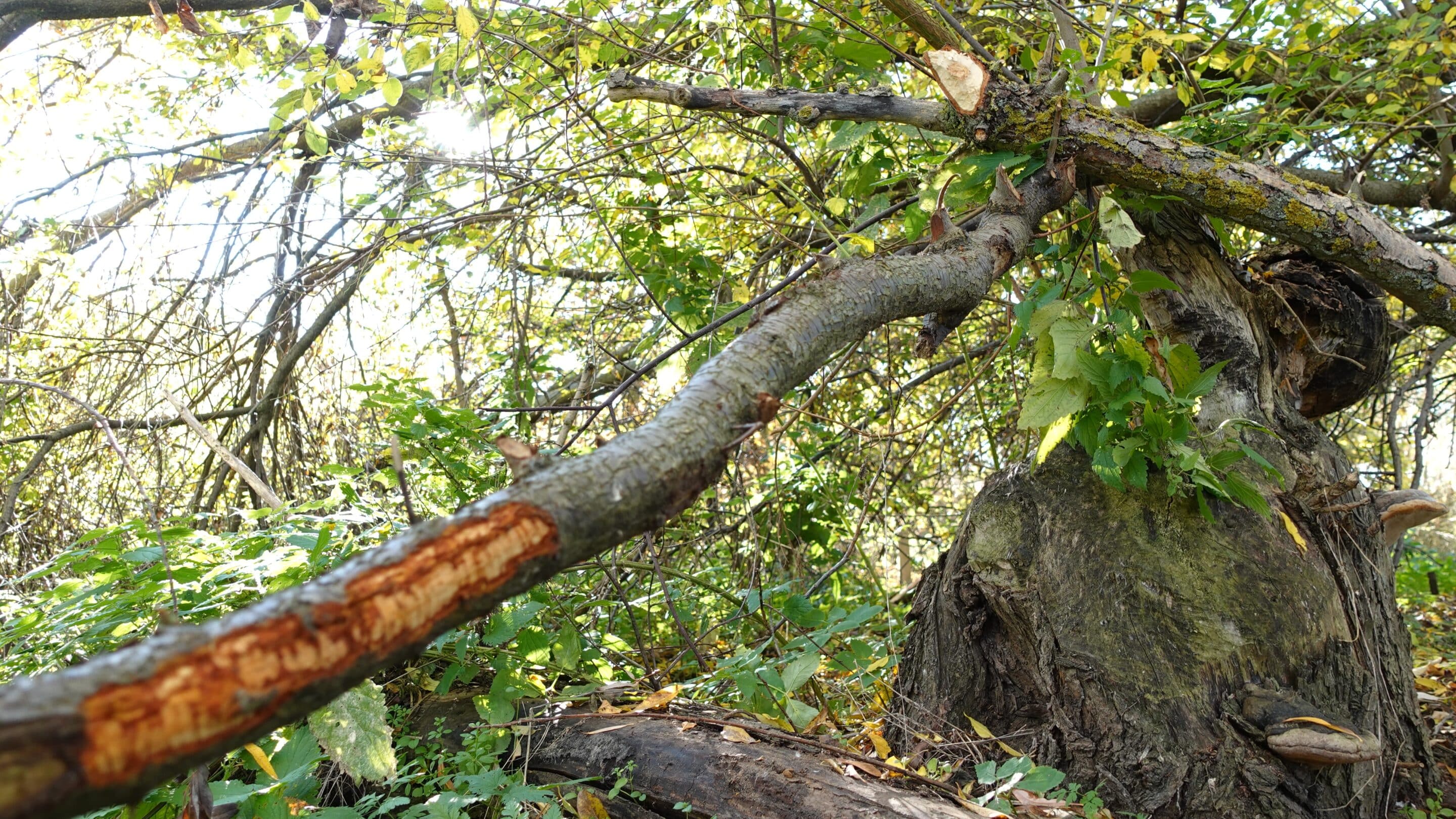 Neue und alte Nagespuren des Bibers im Norden von Erfurt zwischen Gispersleben und Kühnhausen.