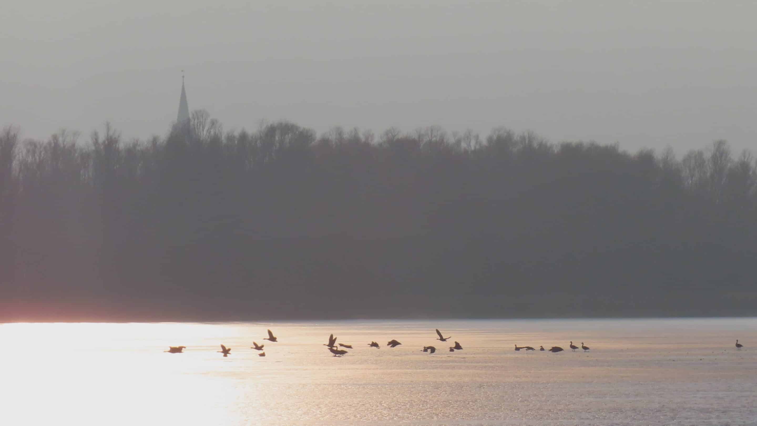 Speicher Stausee Dachwig mit Gaensen vor der Kirche Grossfahner scaled_erfurt