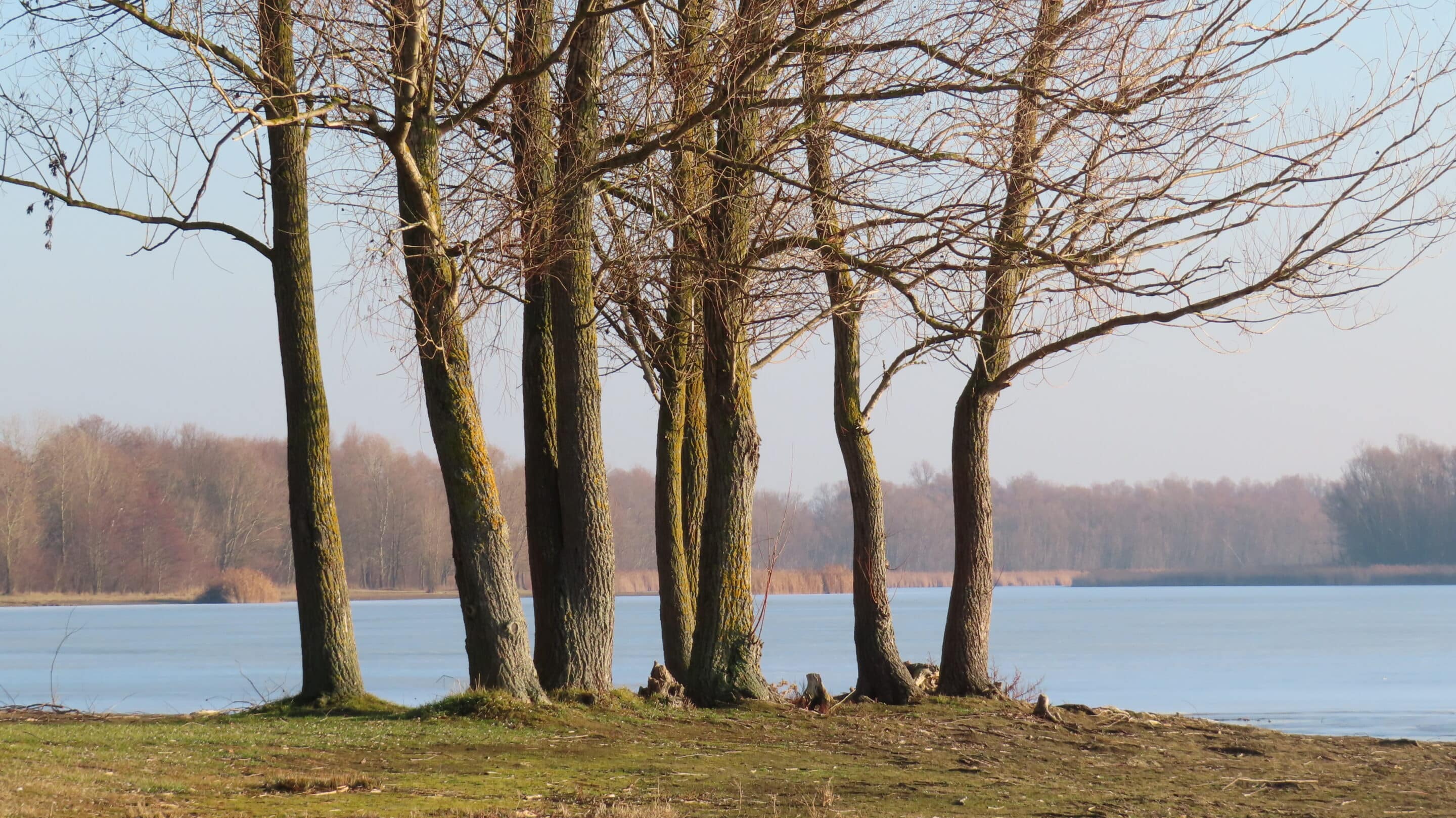Ufer mit Baeumen des Stausee Dachwig einem Ausflugsziel von Erfurt scaled_erfurt